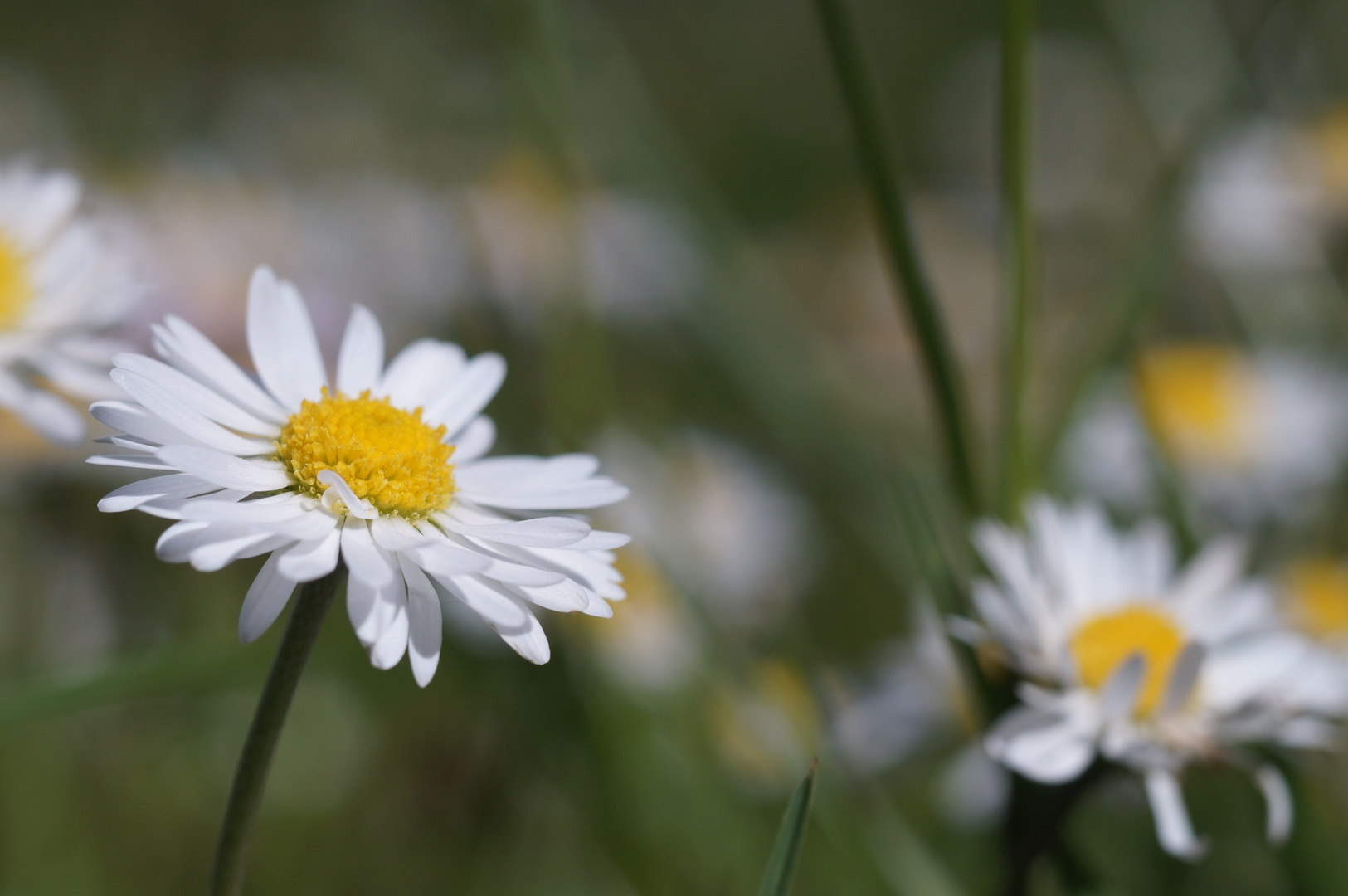 Gänseblümchen