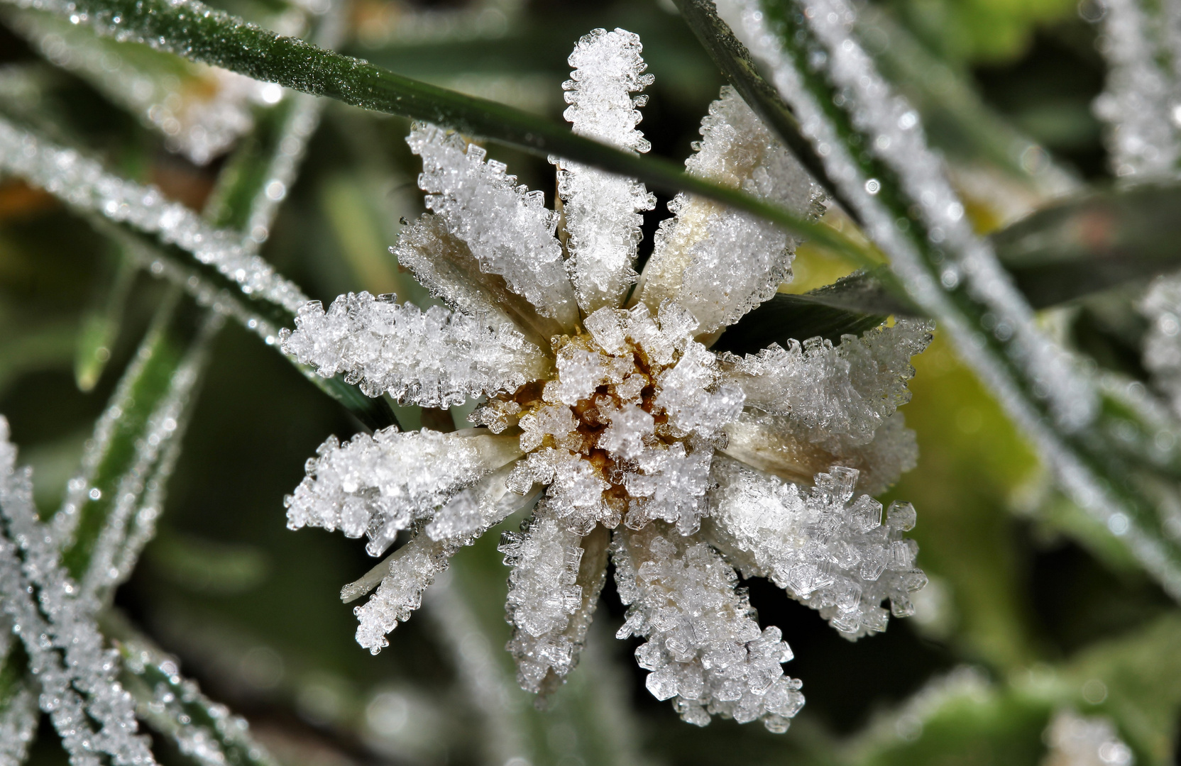 Gänseblümchen