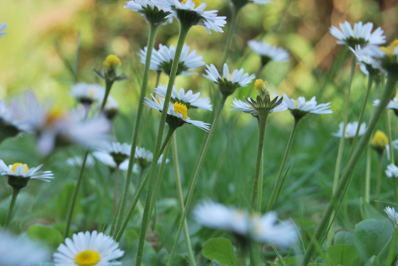 Gänseblümchen