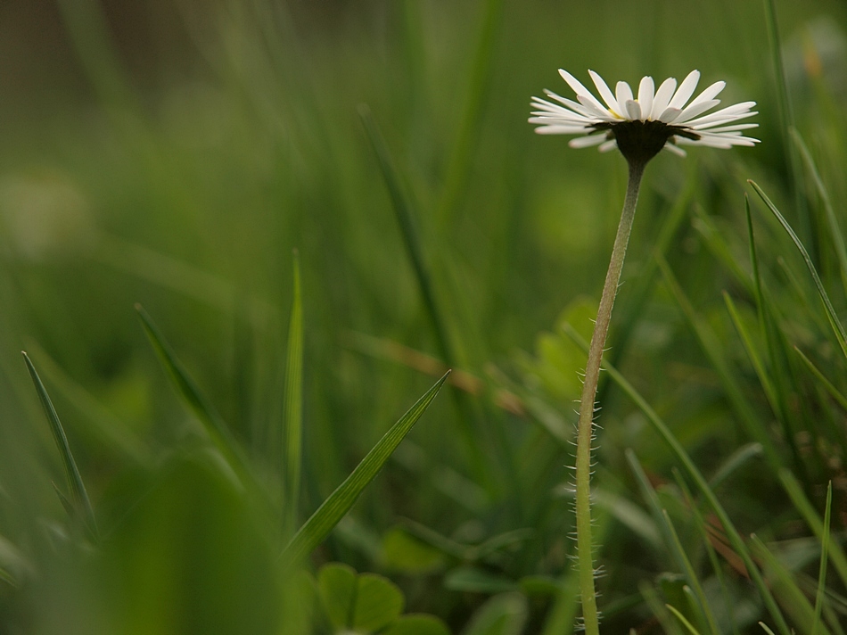 °~ Gänseblümchen ~°