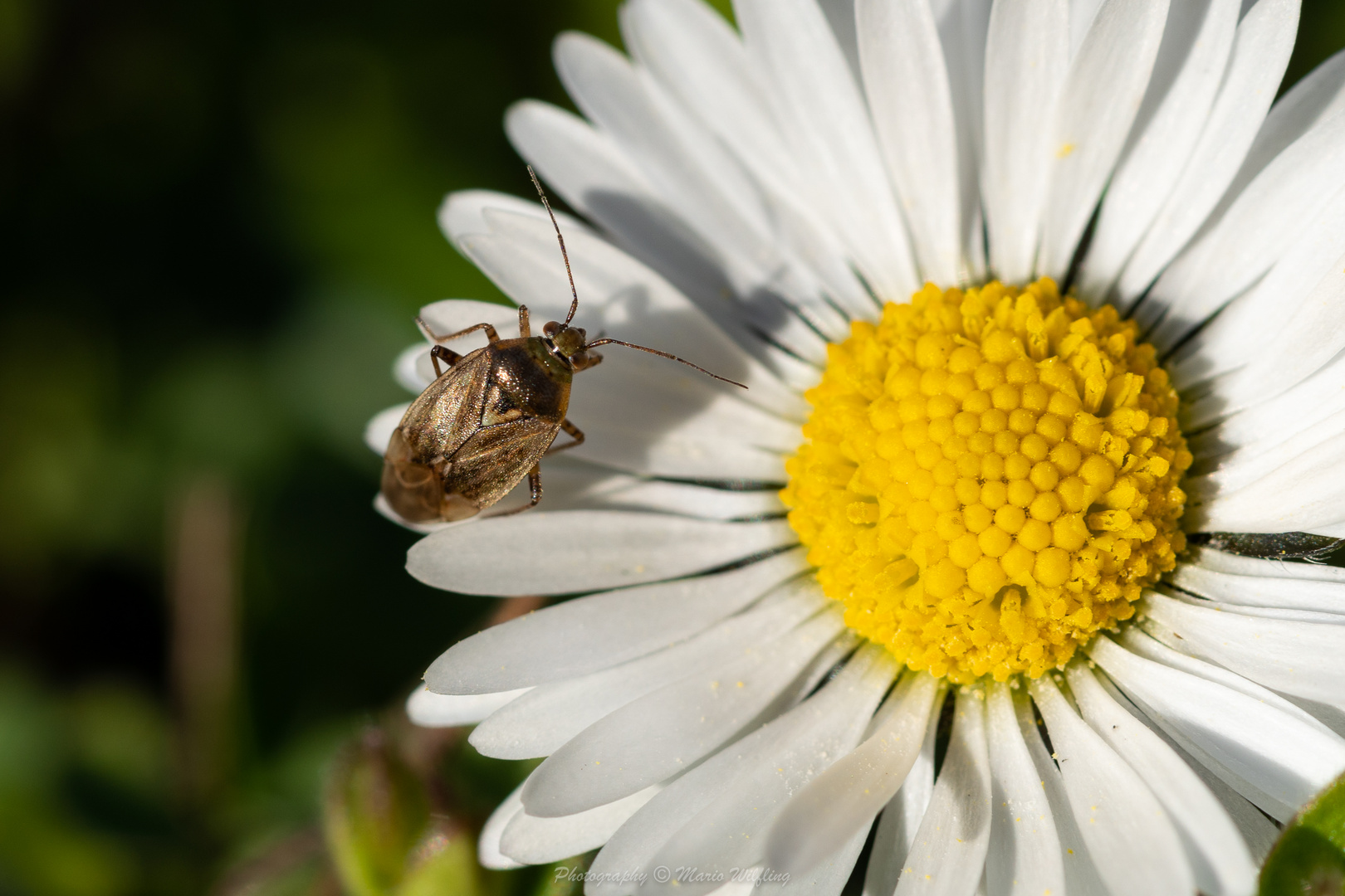 Gänseblümchen