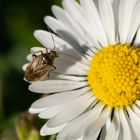 Gänseblümchen