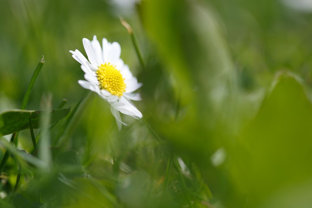 Gänseblümchen