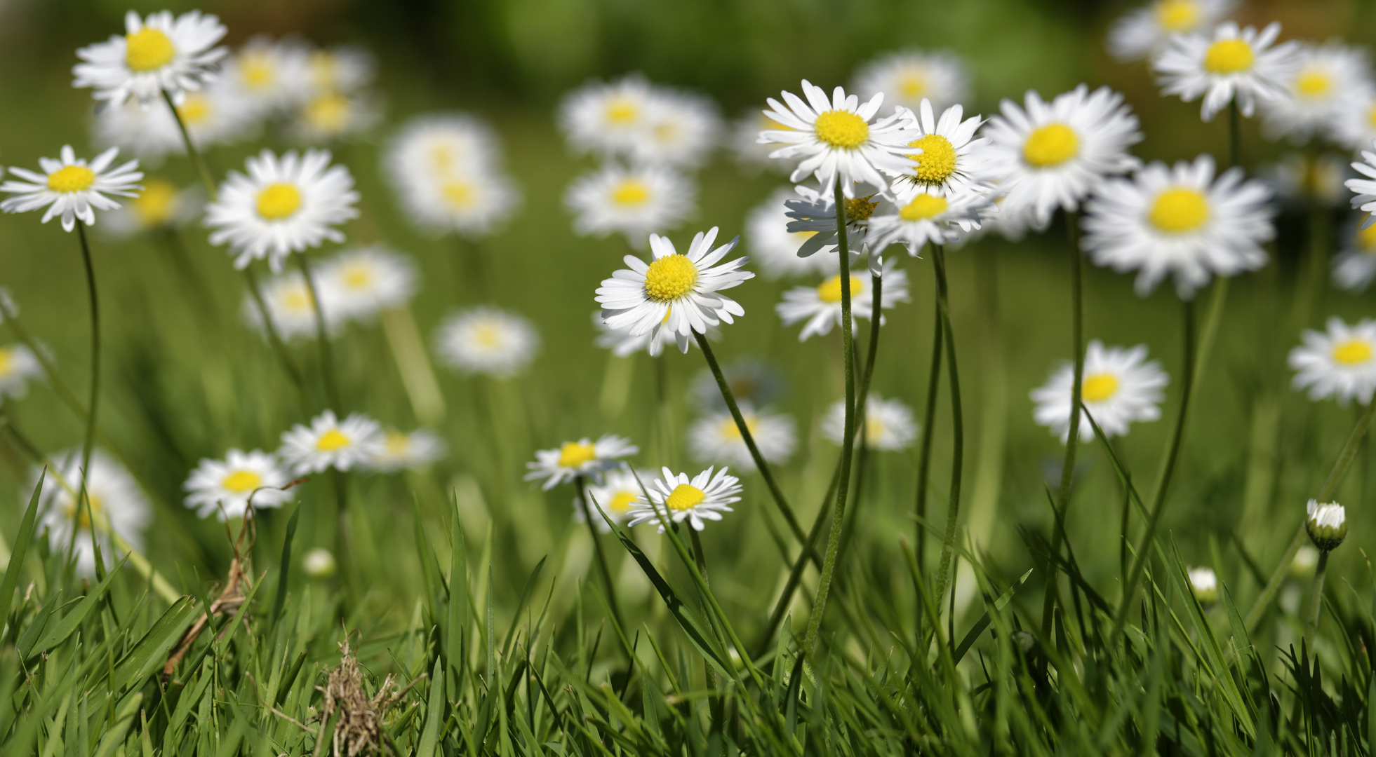 Gänseblümchen