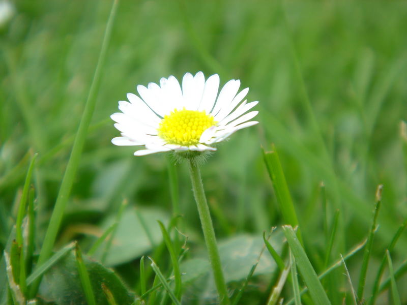 Gänseblümchen