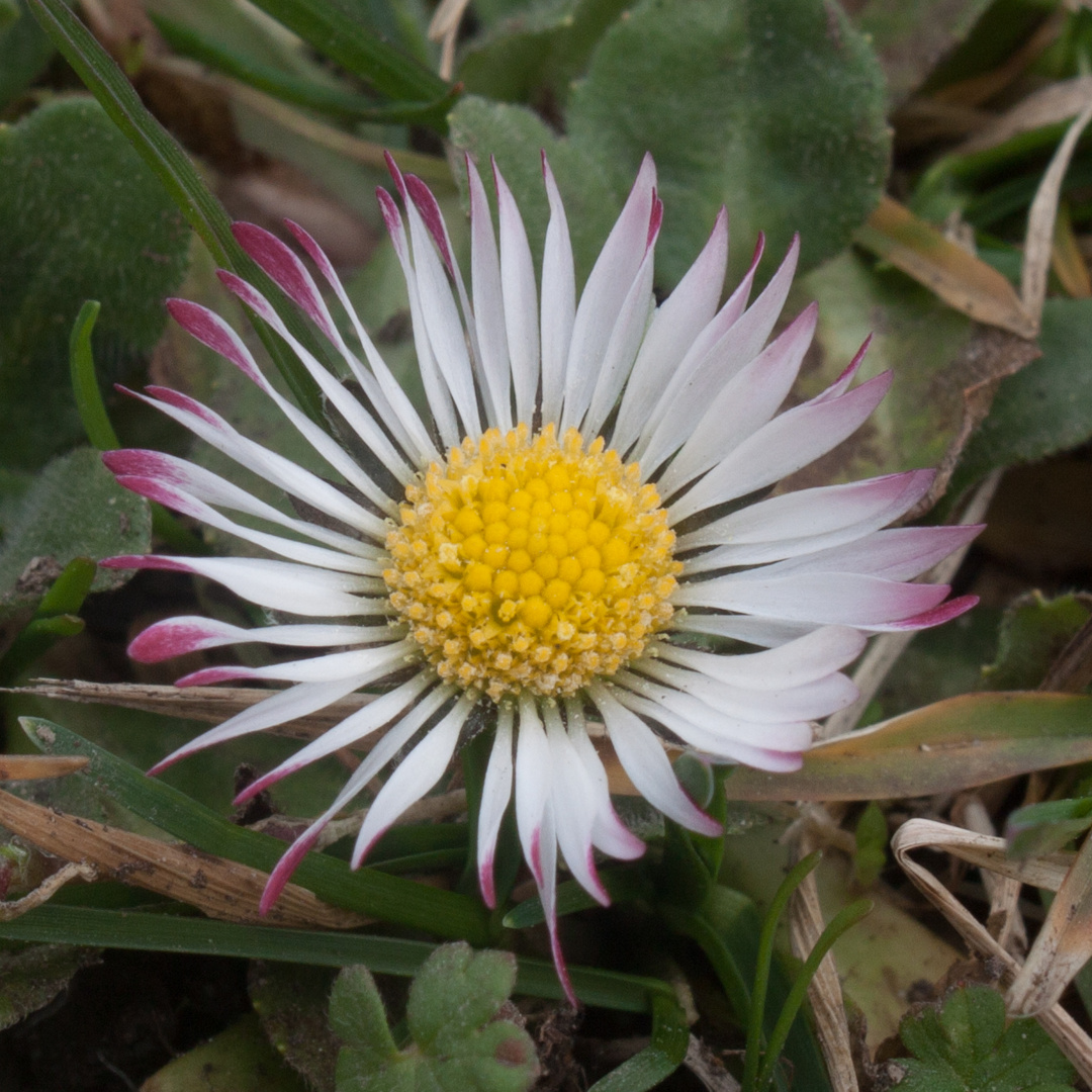 Gänseblümchen