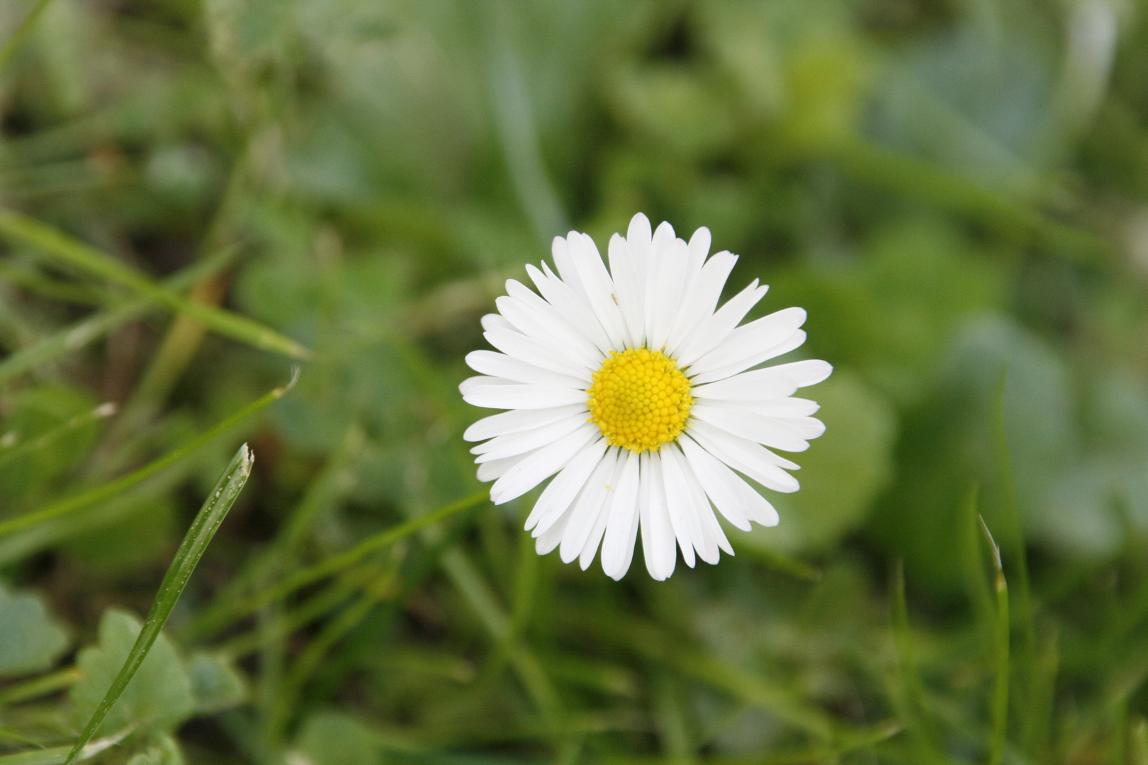 Gänseblümchen