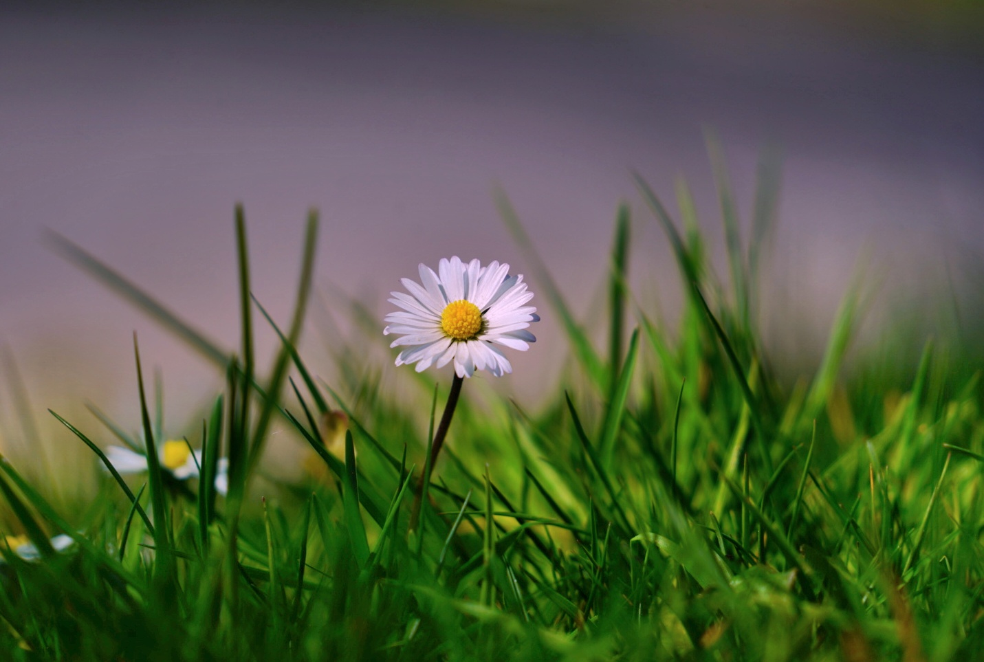 Gänseblümchen 