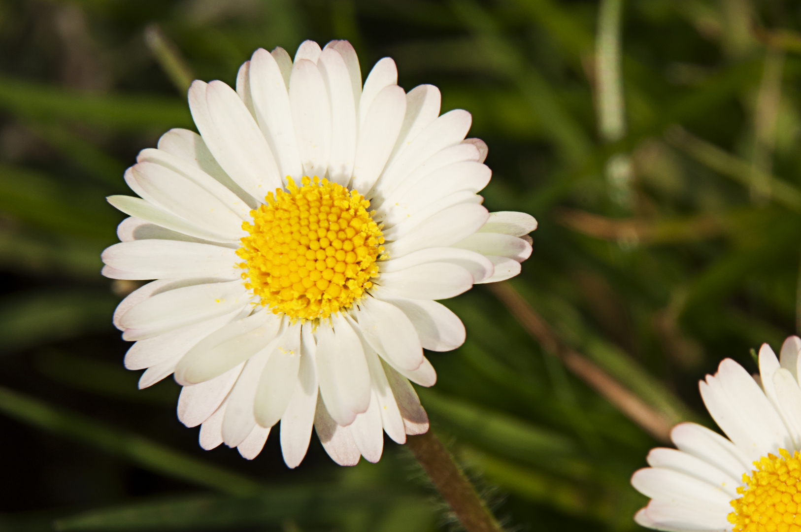 Gänseblümchen