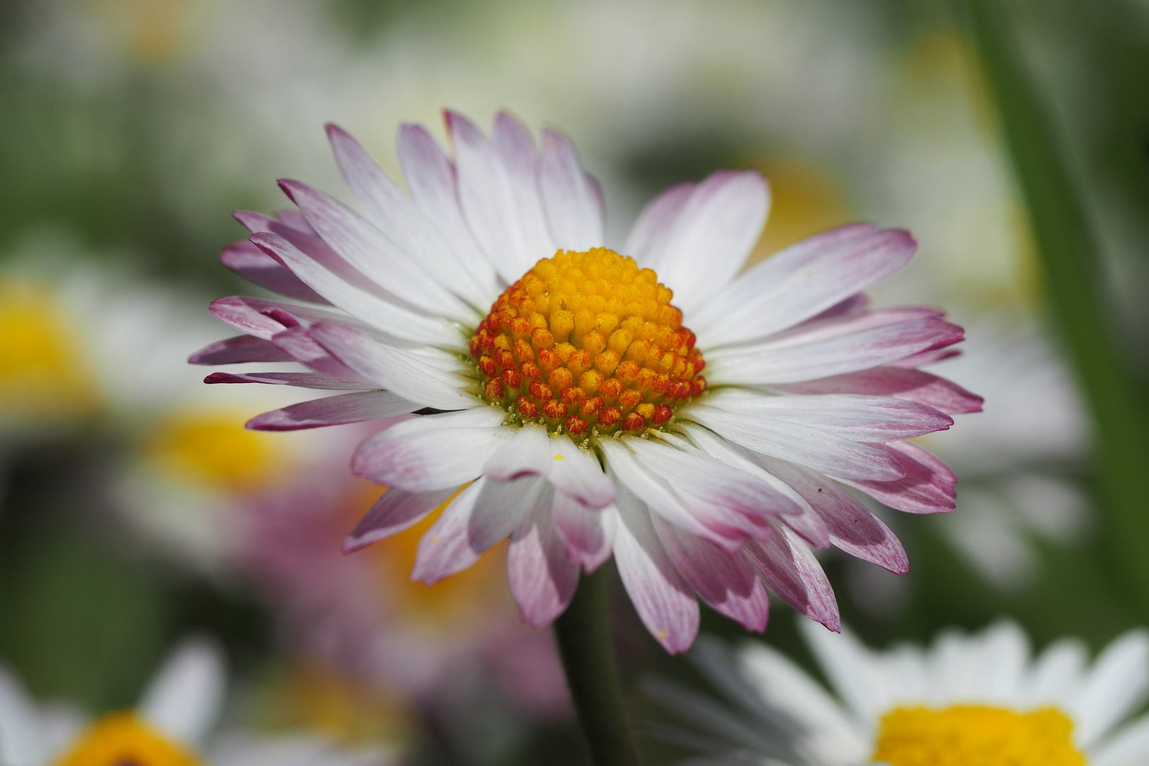 Gänseblümchen