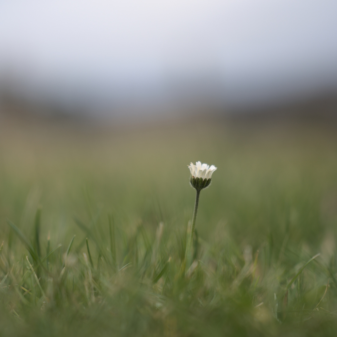 Gänseblümchen