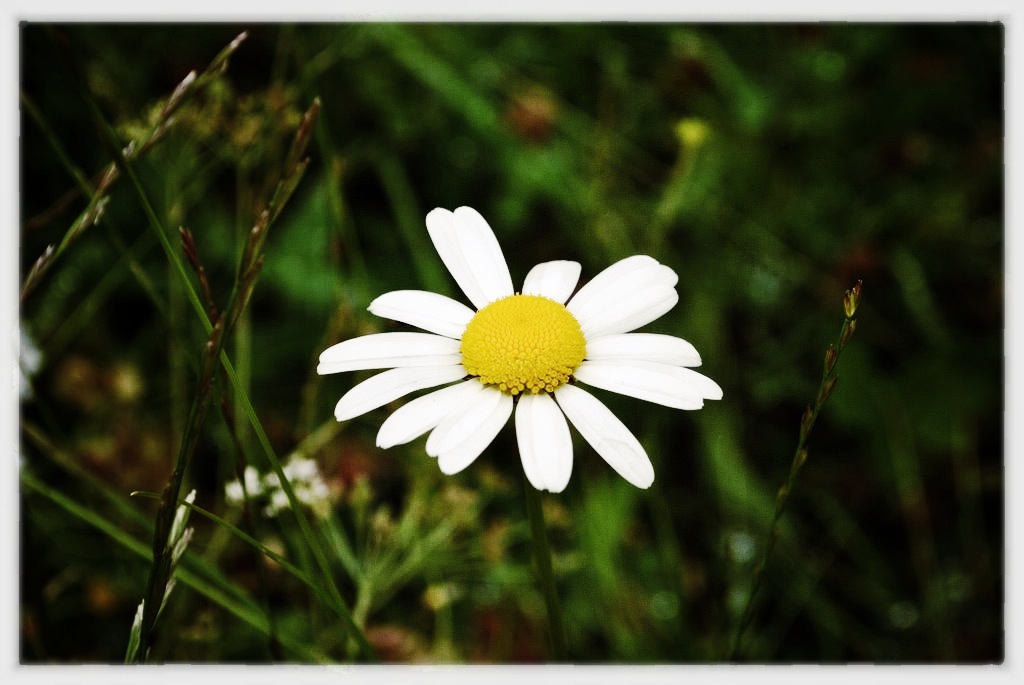 Gänseblümchen