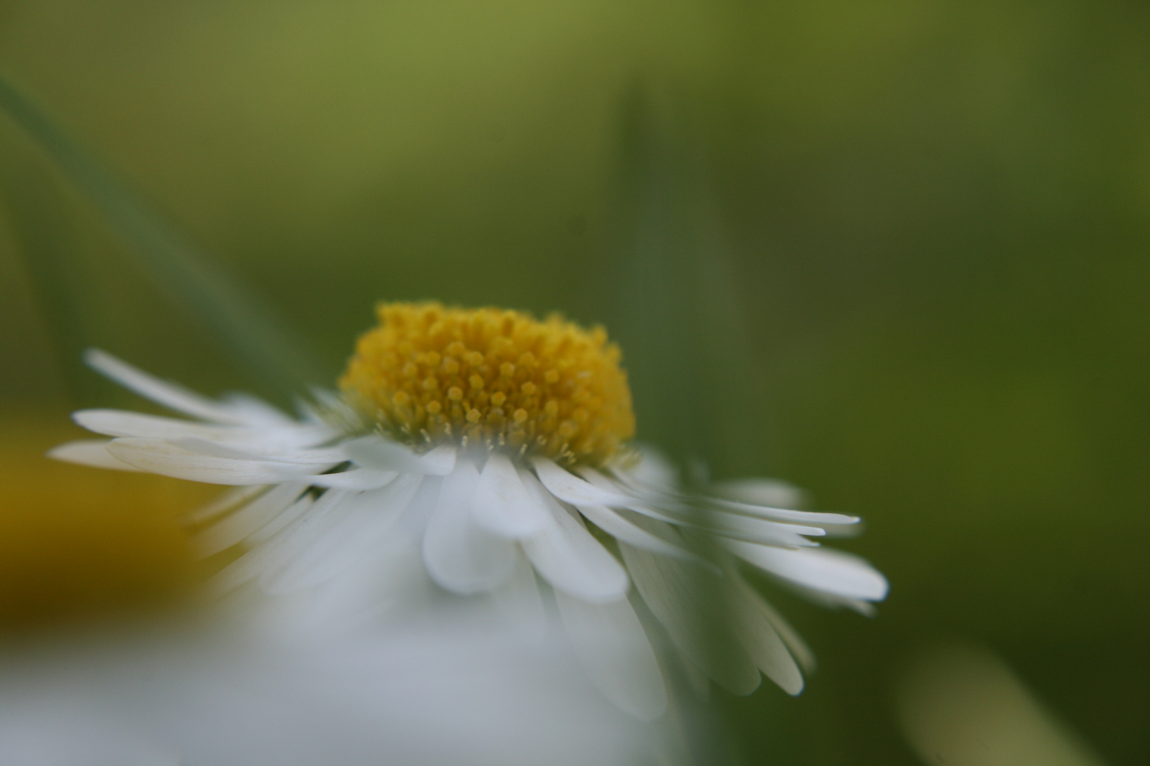 Gänseblümchen