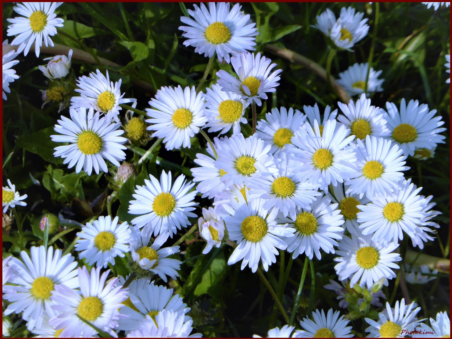 Gänseblümchen Foto &amp; Bild | spezial, blumen, mittwochsblümchen Bilder ...