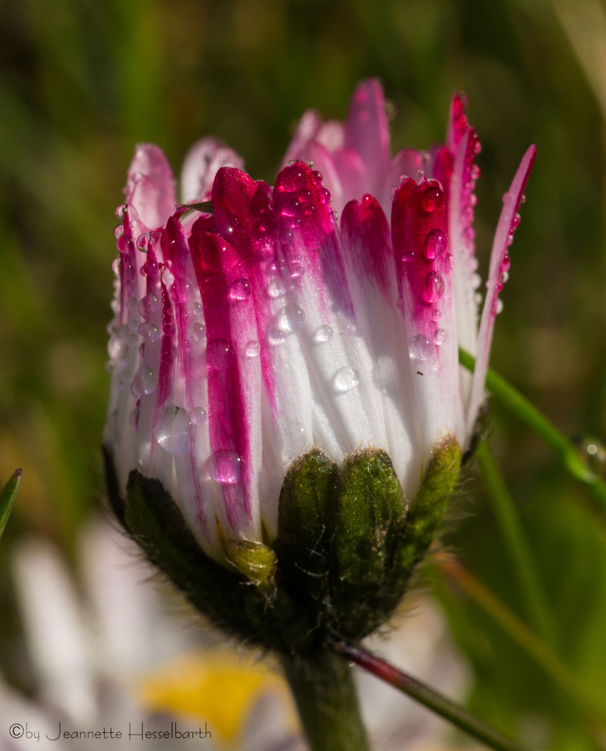 Gänseblümchen