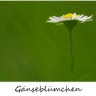 Gänseblümchen