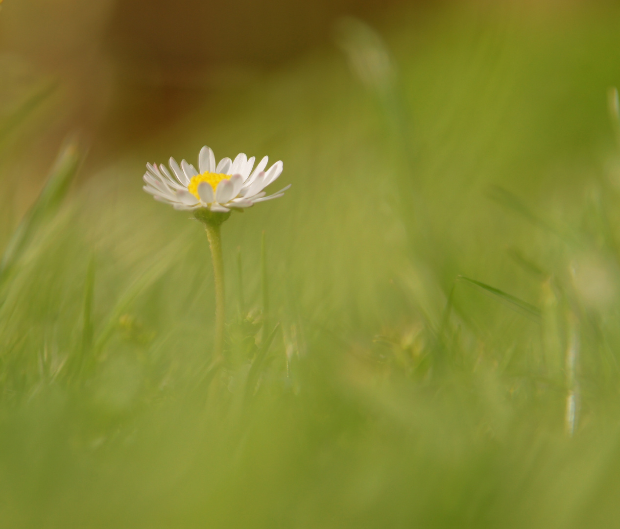 Gänseblümchen