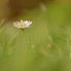 Gänseblümchen