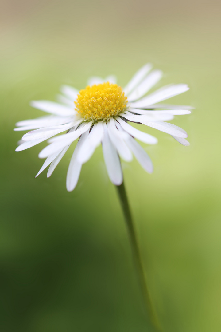 Gänseblümchen