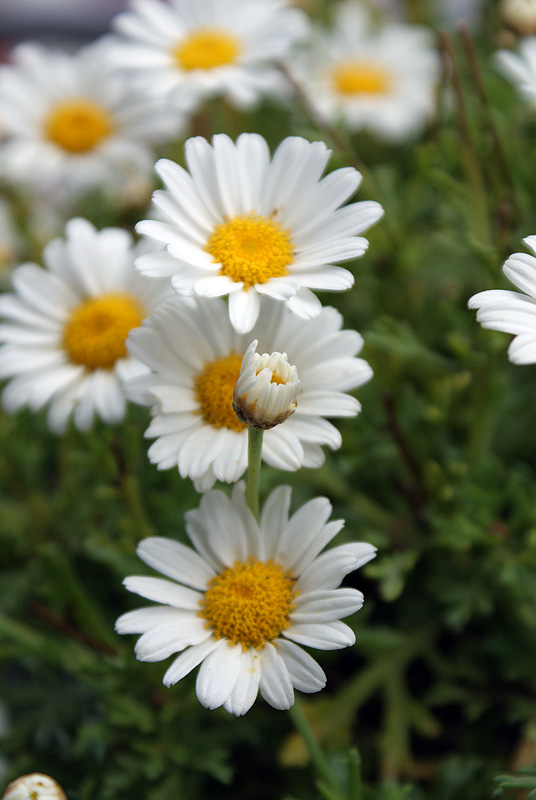 Gänseblümchen