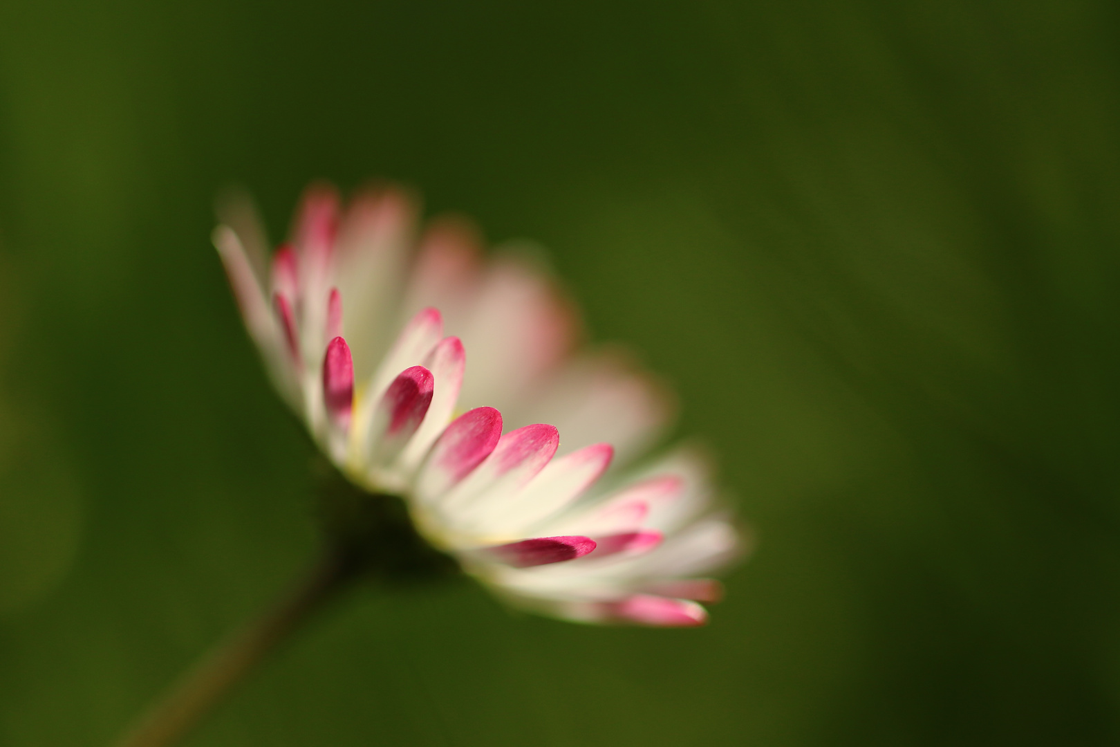 Gänseblümchen