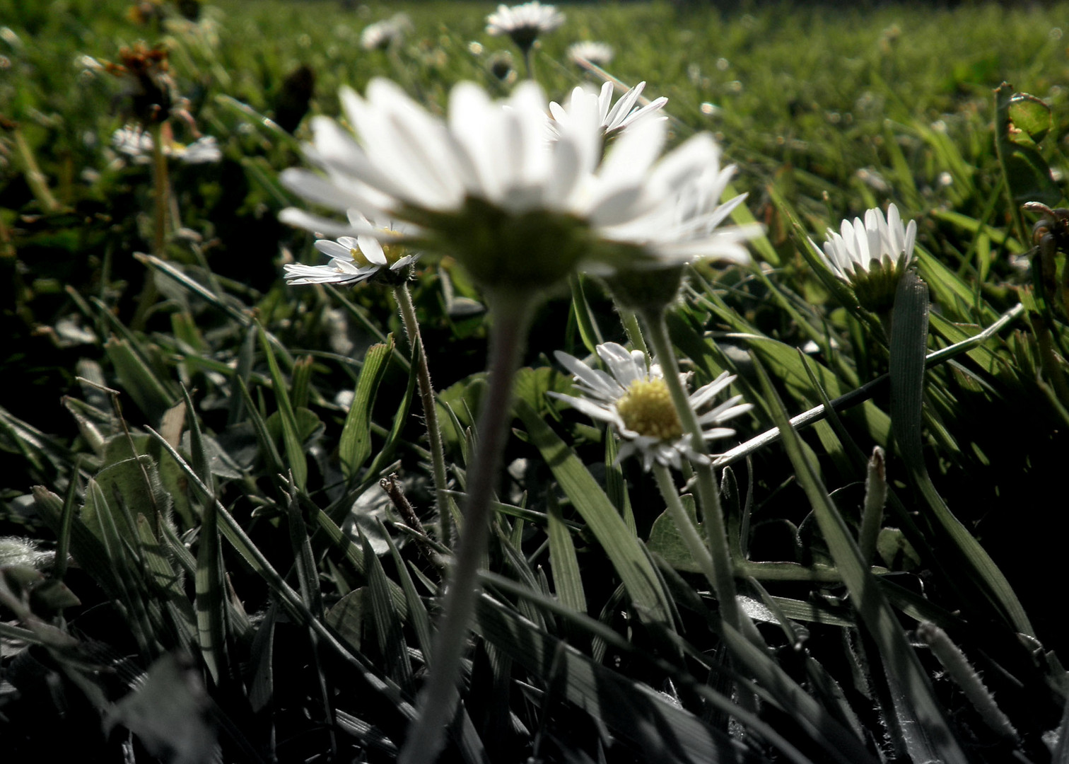 ...Gänseblümchen