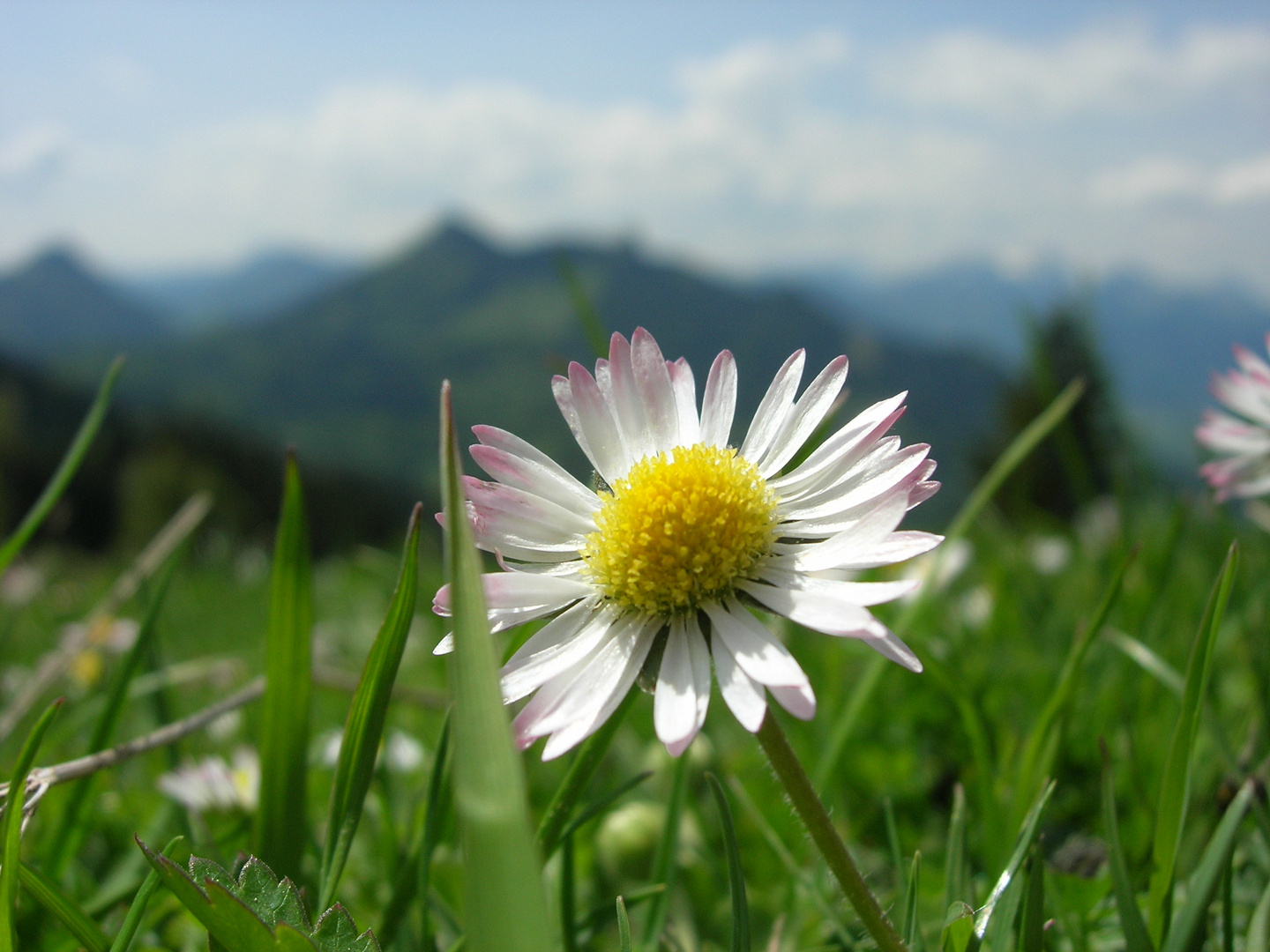 Gänseblümchen