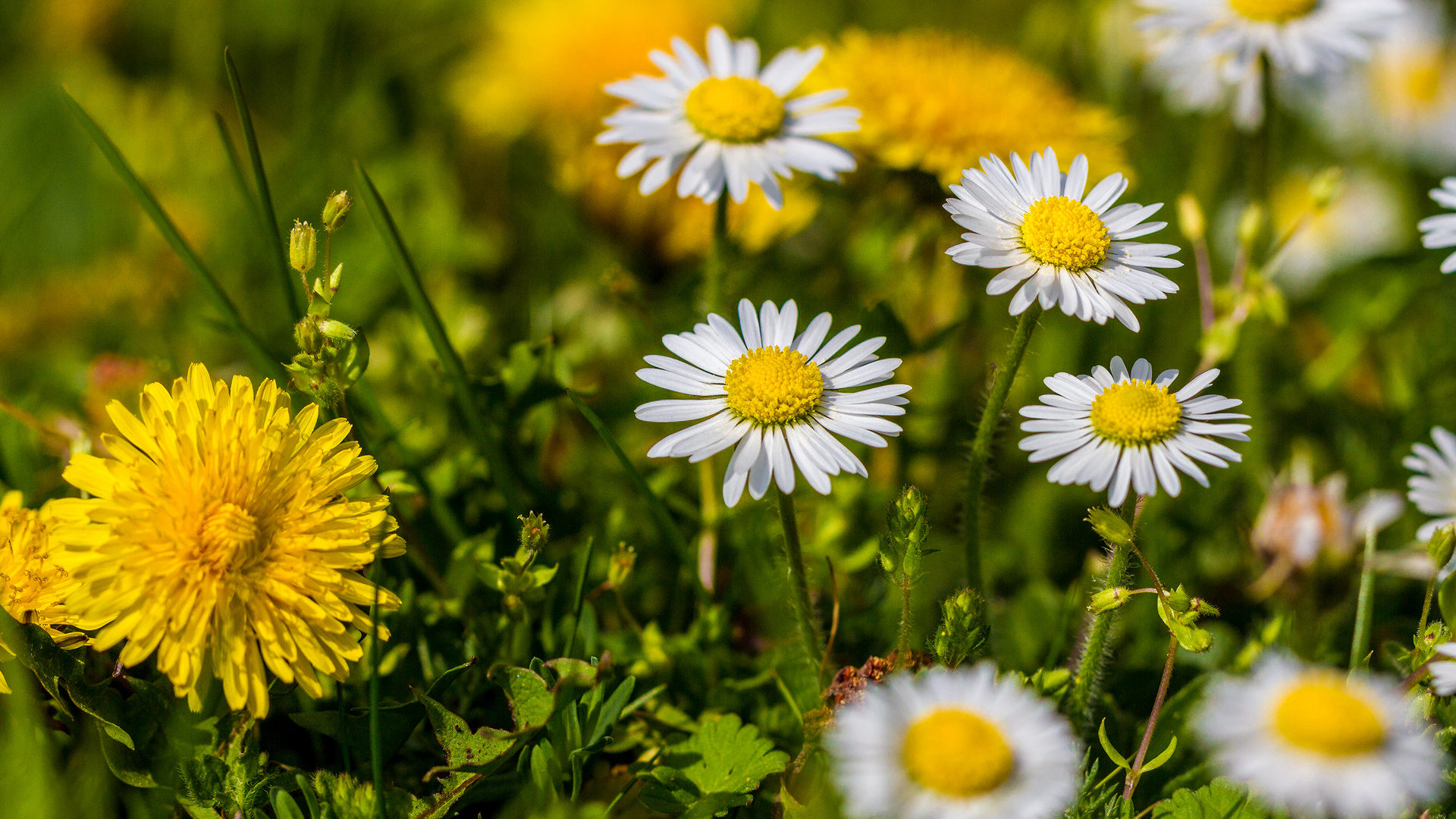 GÄNSEBLÜMCHEN