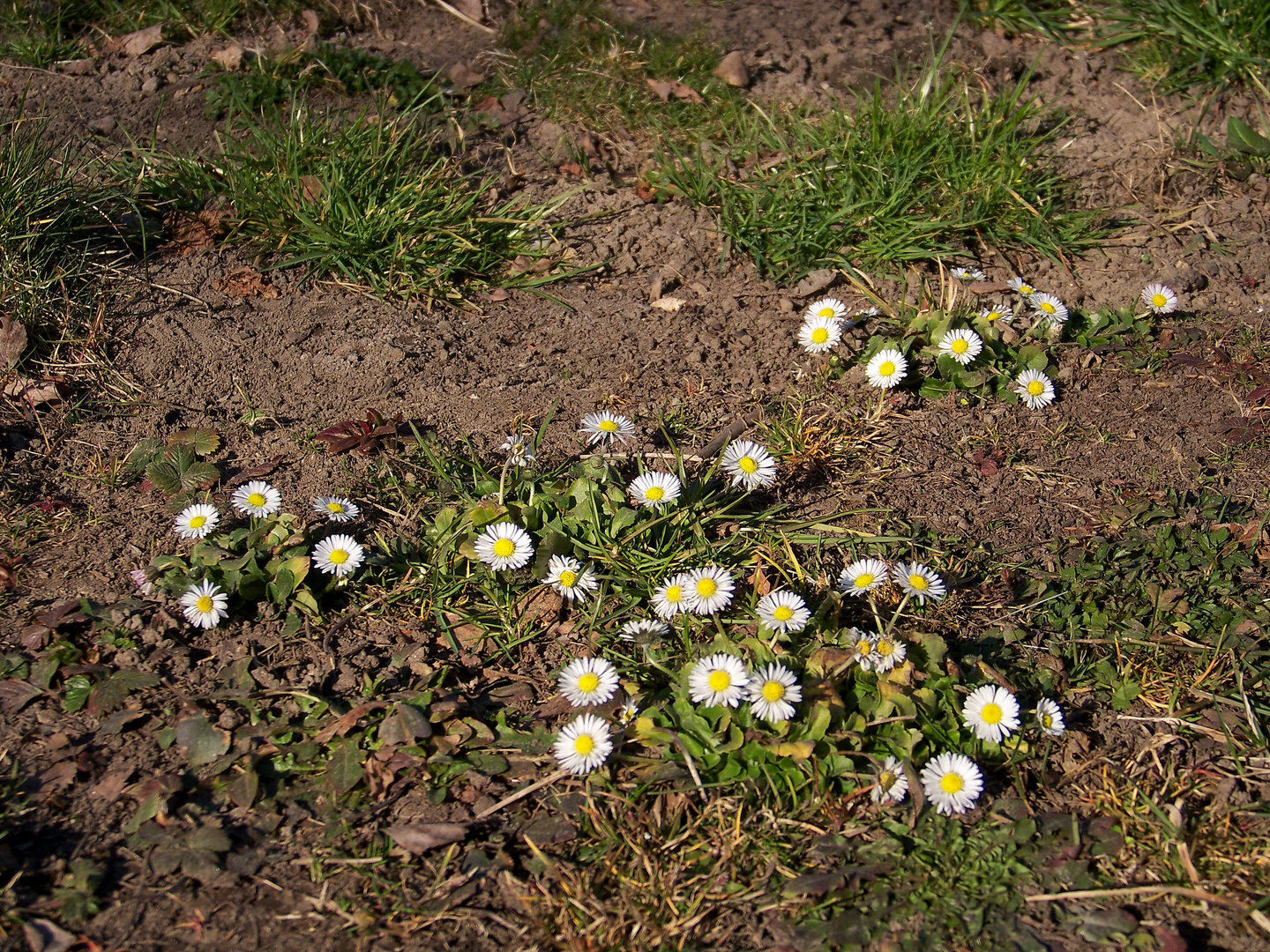 Gänseblümchen