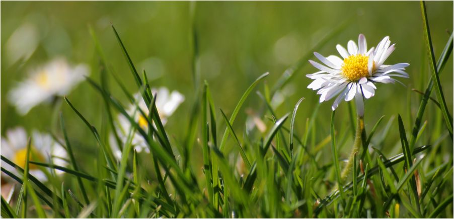 ...gänseblümchen... von Peter067 