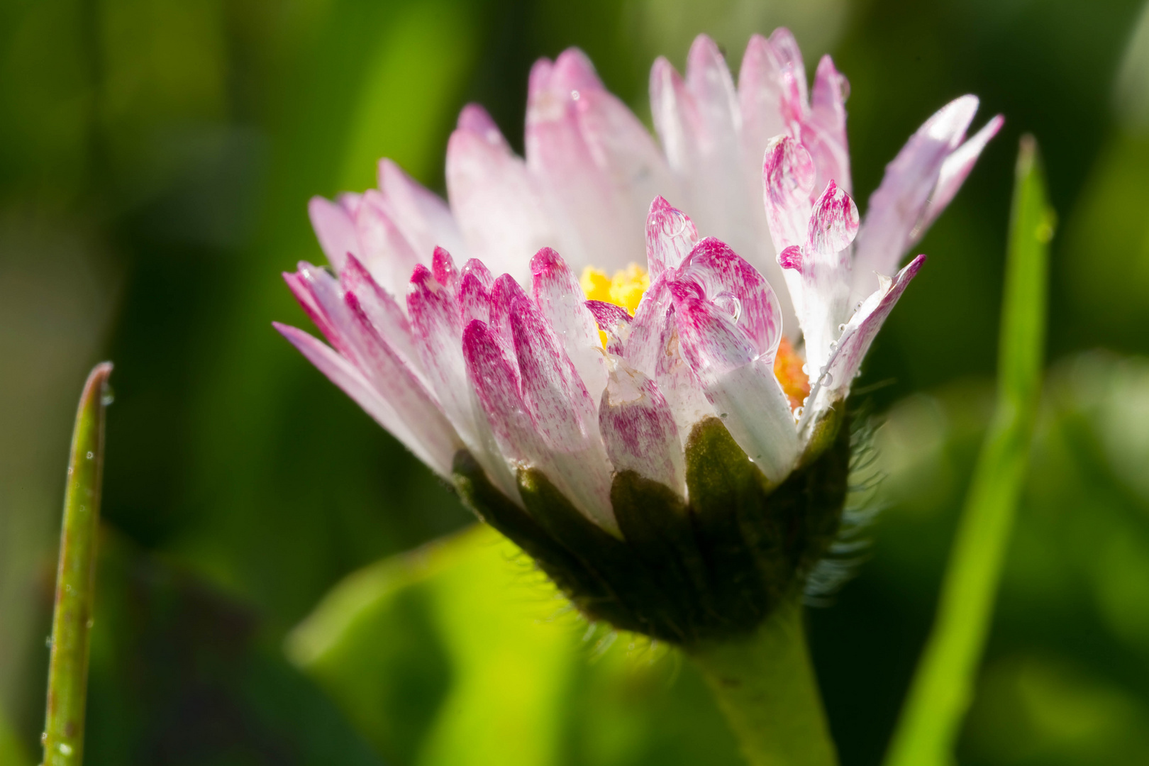 Gänseblümchen Close Up