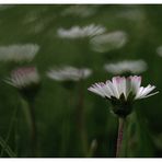 Gänseblümchen & Co. I