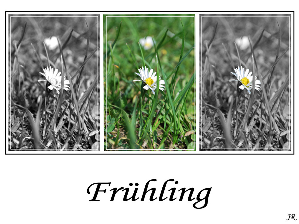 Gänseblümchen Collage