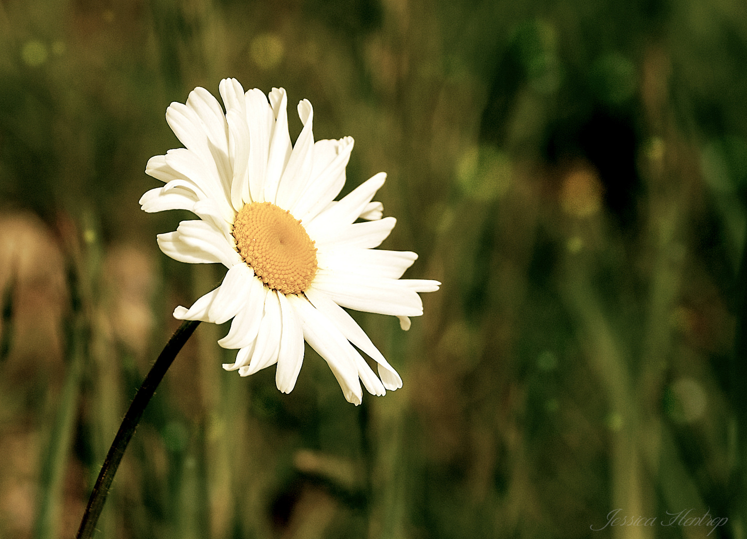 Gänseblümchen :D