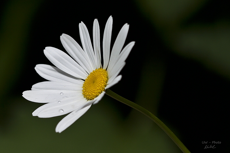 Gänseblümchen