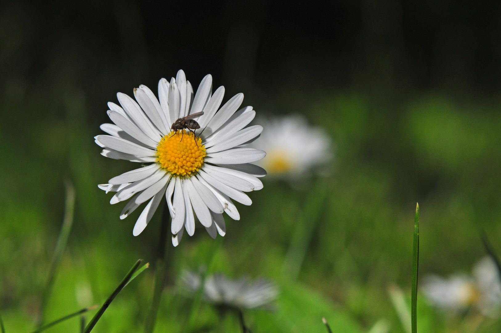 Gänseblümchen...