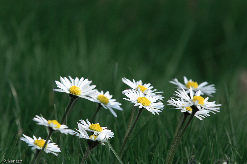 Gänseblümchen