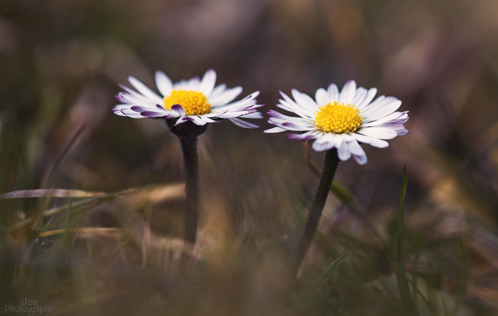 Gänseblümchen