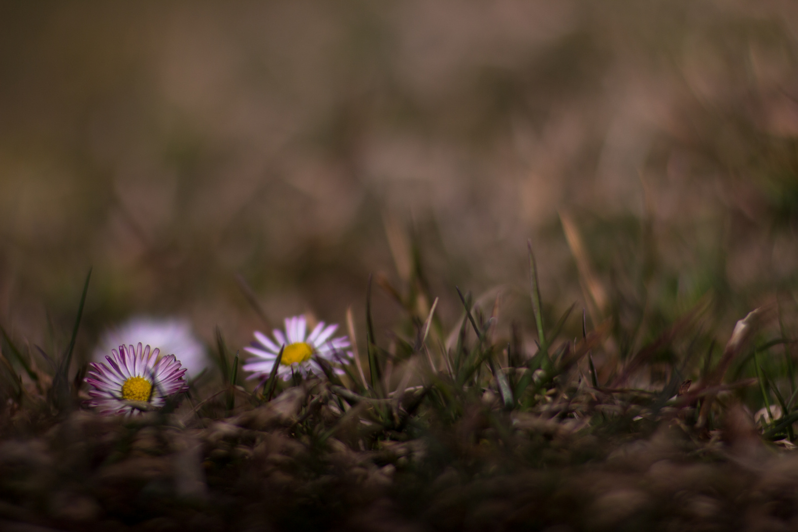 Gänseblümchen ;-)