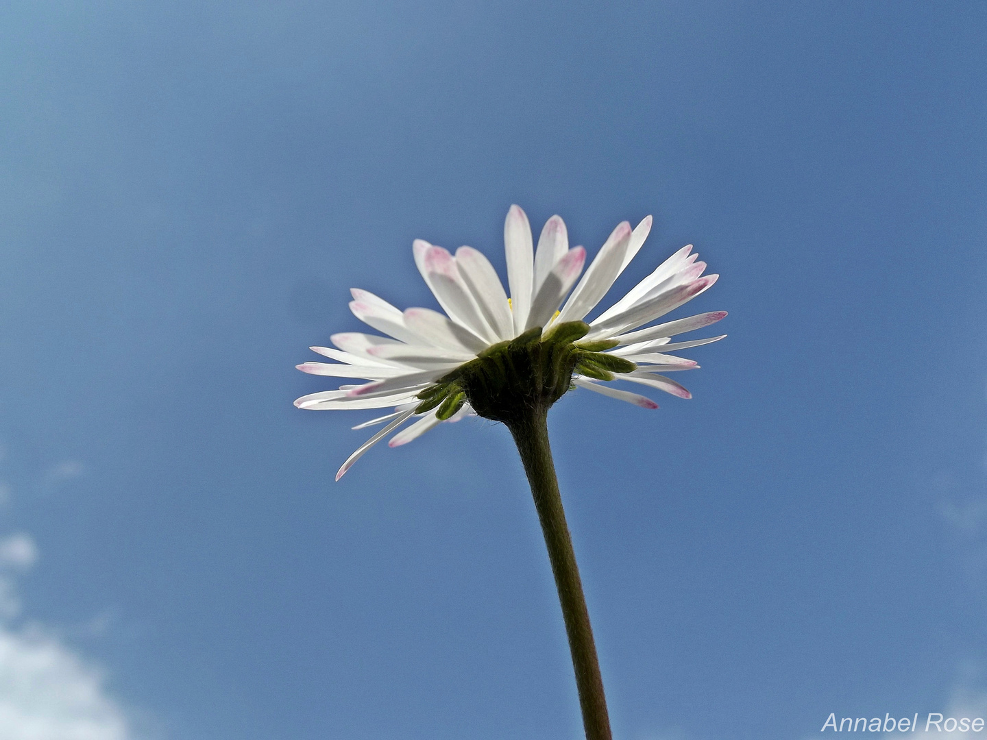 Gänseblümchen