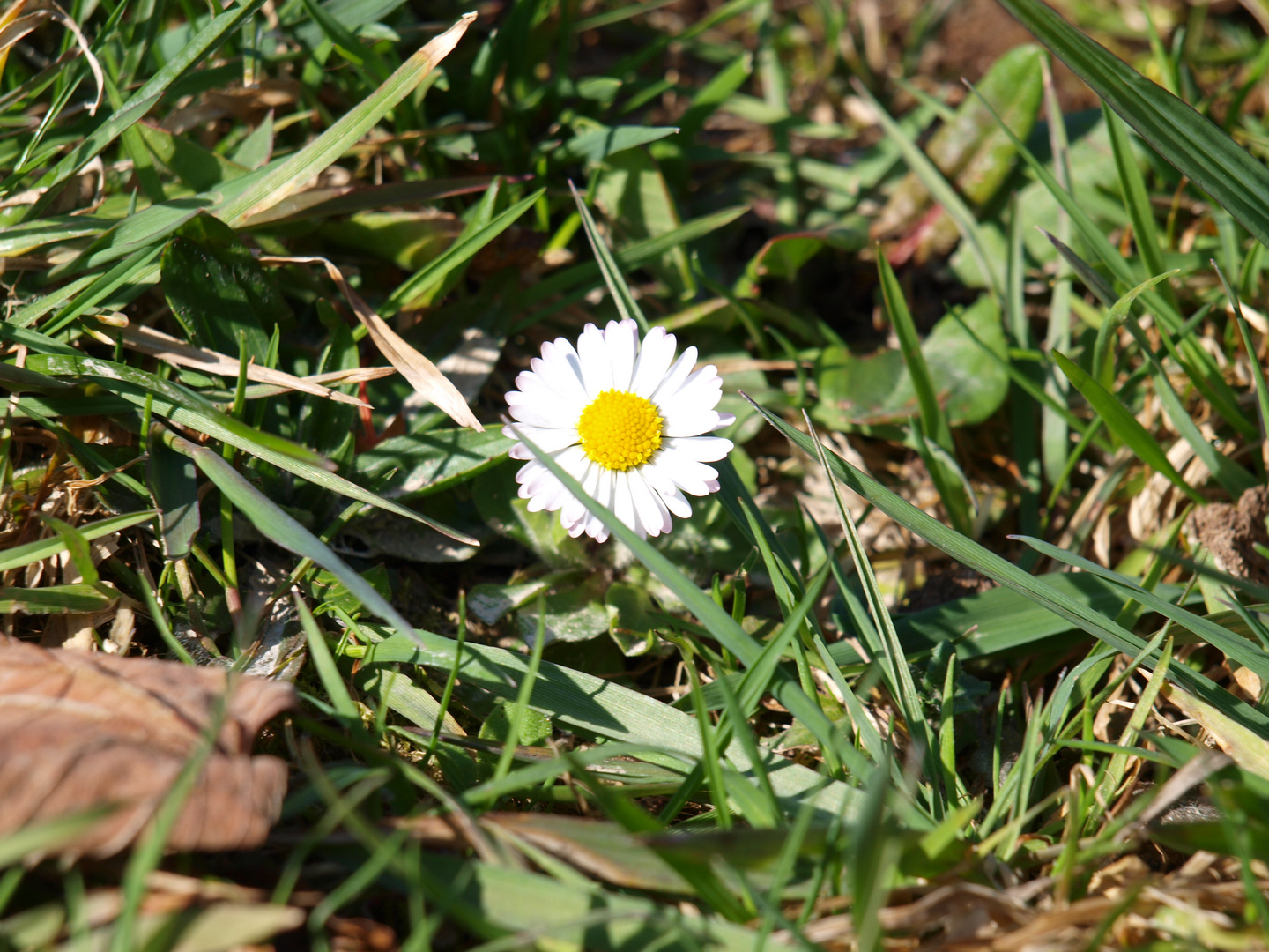 Gänseblümchen