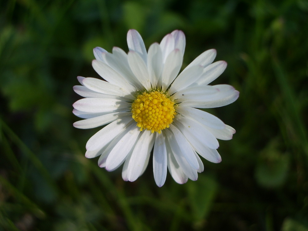 Gänseblümchen