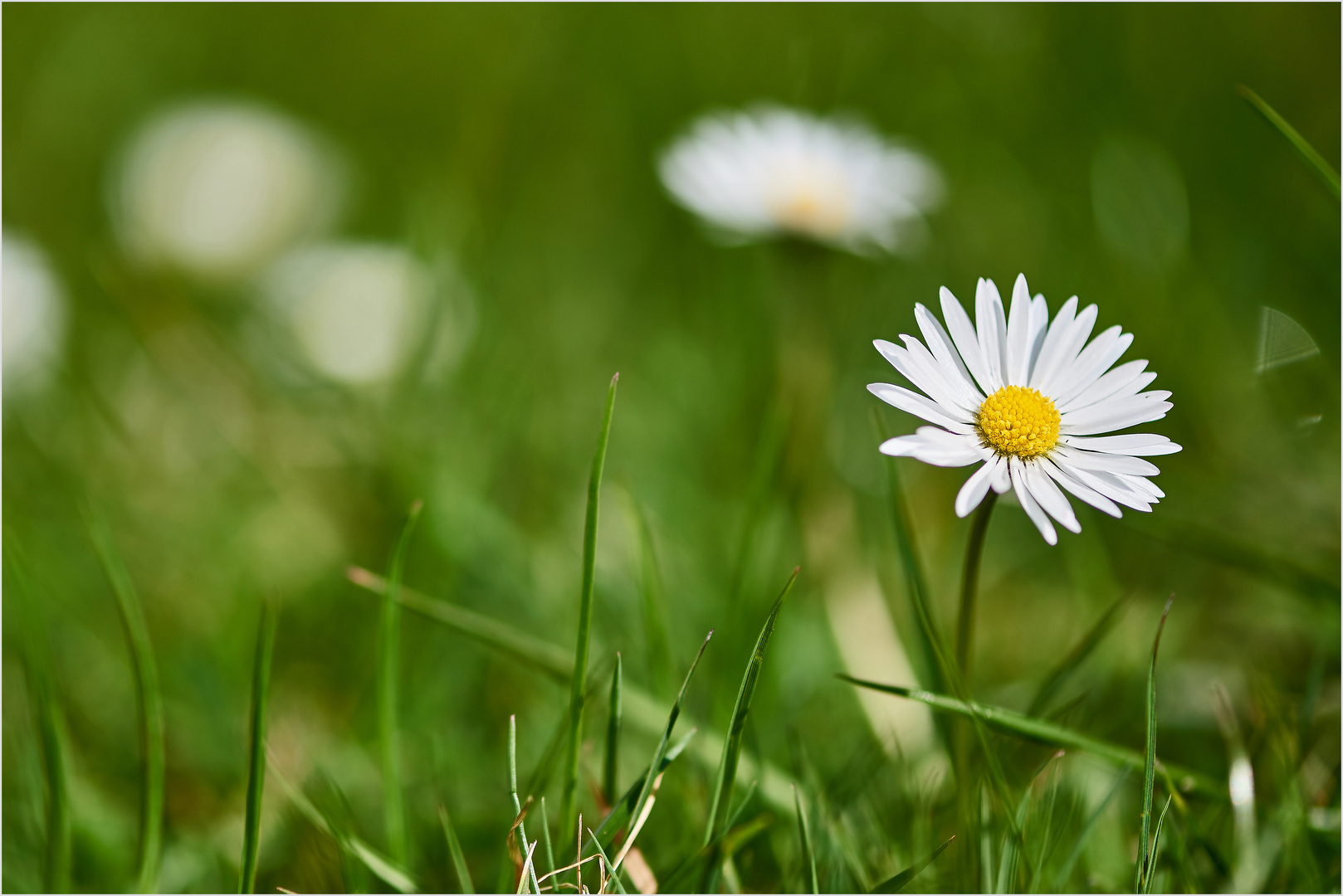 Gänseblümchen