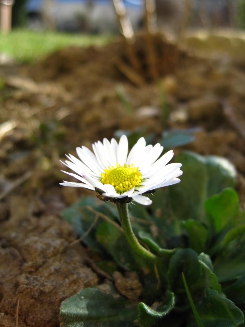 Gänseblümchen