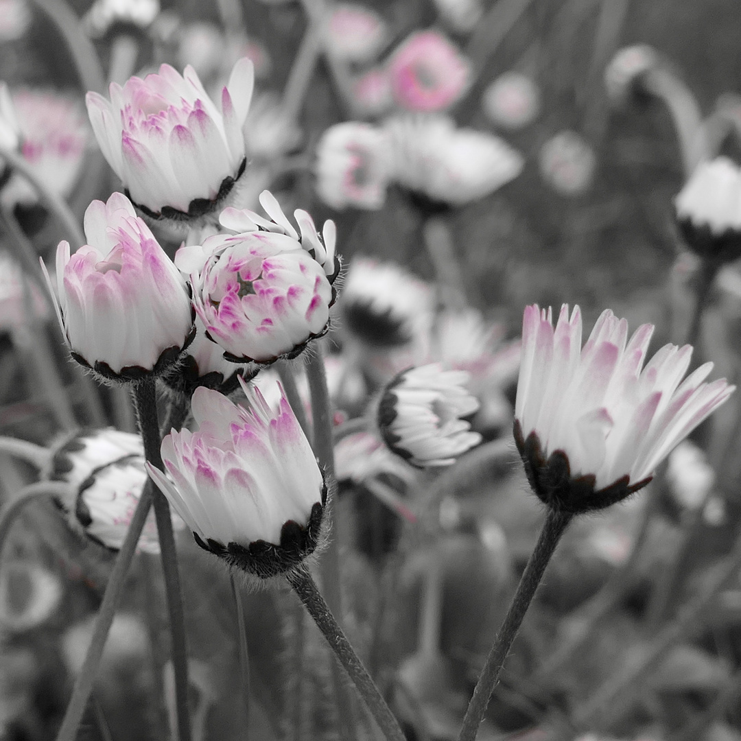 Gänseblümchen