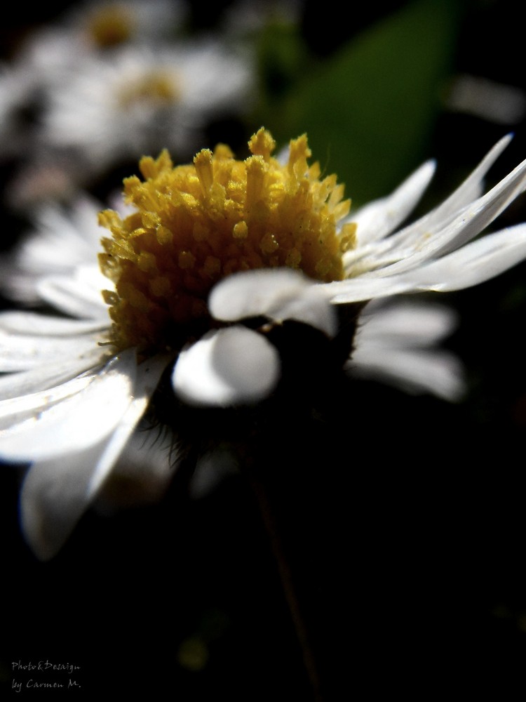 Gänseblümchen