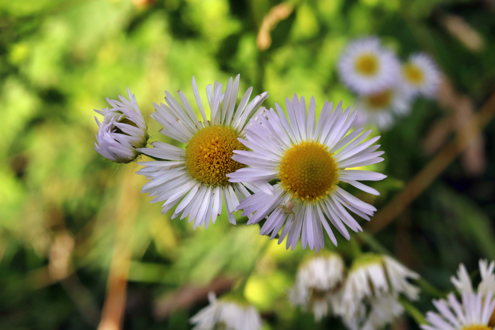 Gänseblümchen