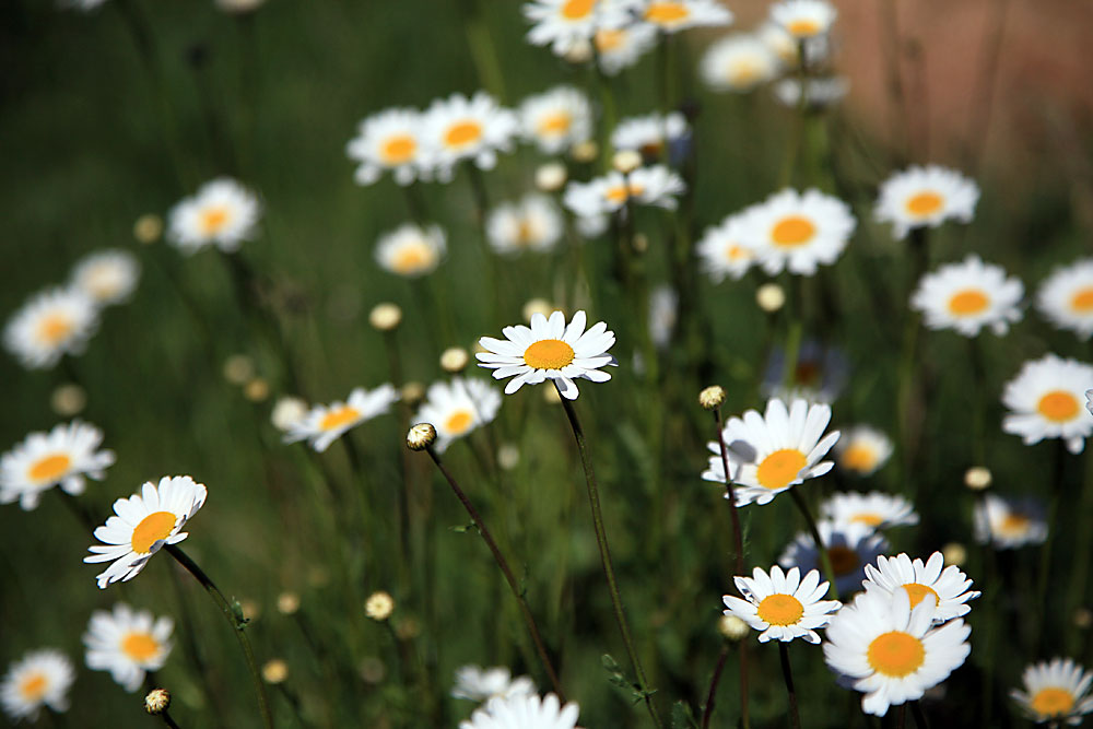 Gänseblümchen