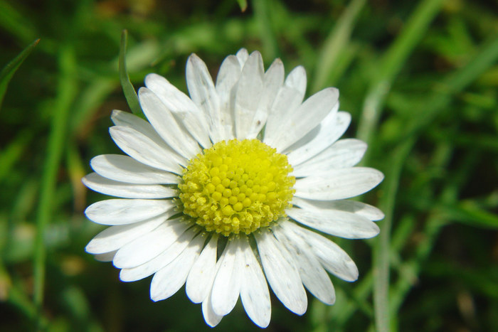 Gänseblümchen