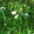 Gänseblümchen